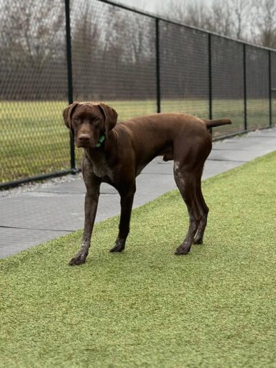 Phoebe's K9 Resort - Seneca Falls, NY