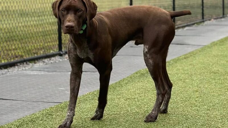 Phoebe's K9 Resort - Seneca Falls, NY