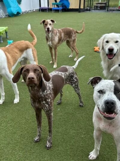 Phoebe's K9 Resort - Seneca Falls, NY