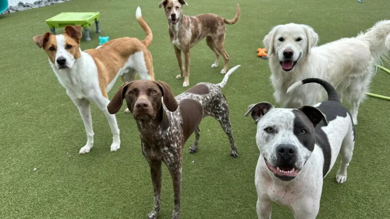 Phoebe's K9 Resort - Seneca Falls, NY