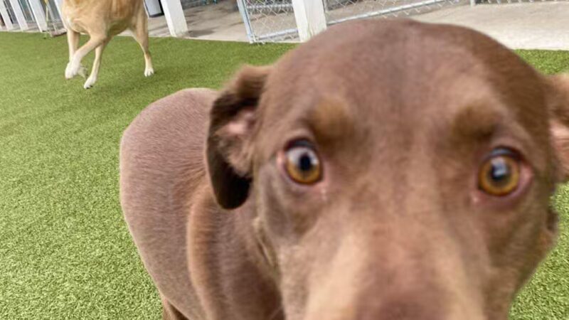 Phoebe's K9 Resort - Seneca Falls, NY