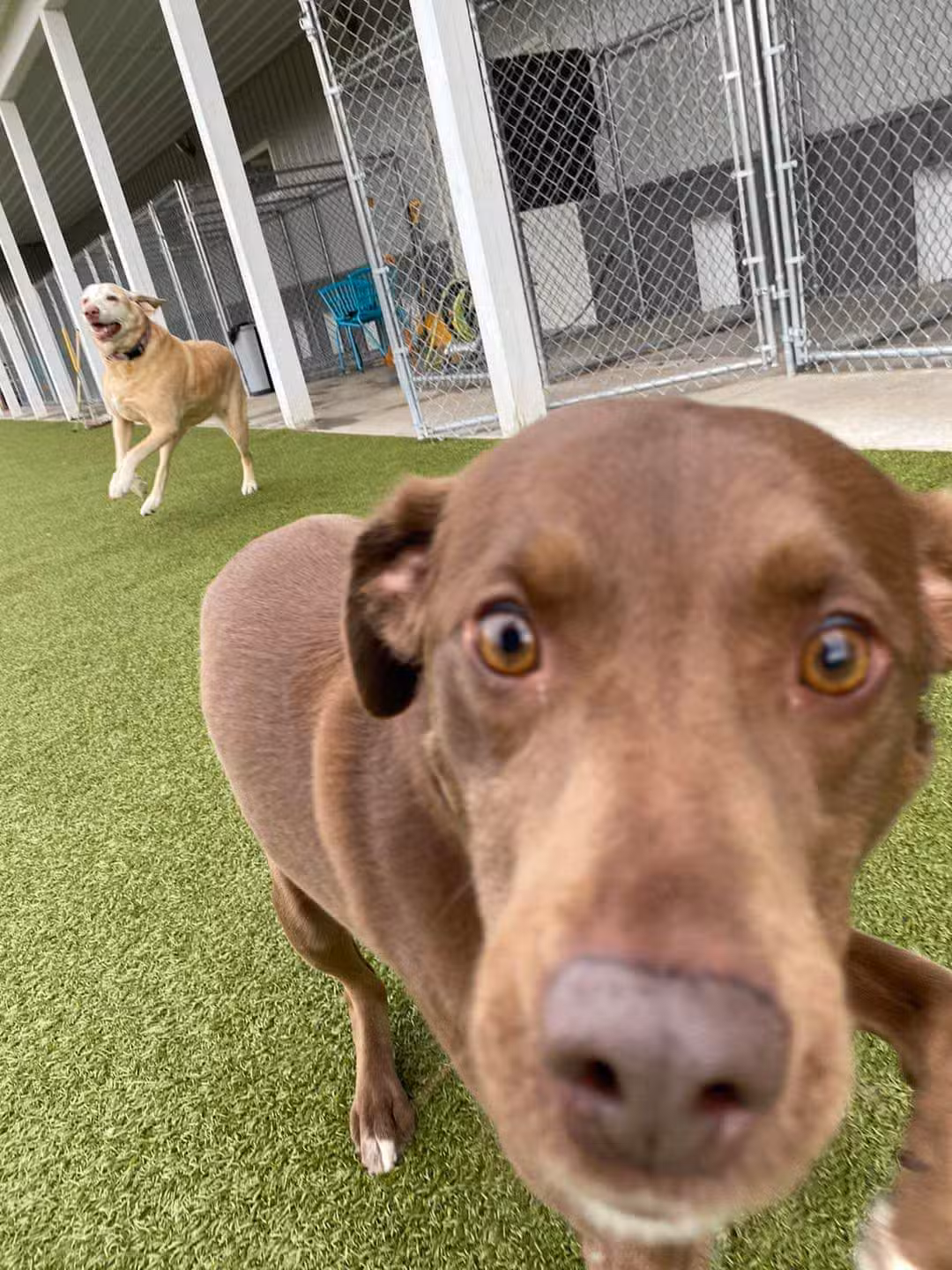 Phoebe's K9 Resort - Seneca Falls, NY