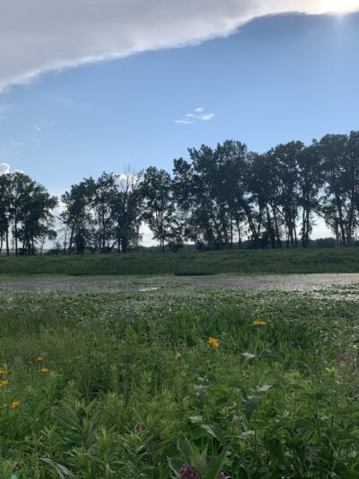Seneca Meadows Wetlands Preserve - Seneca Falls, NY