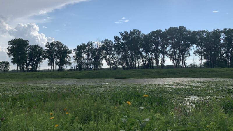Seneca Meadows Wetlands Preserve - Seneca Falls, NY