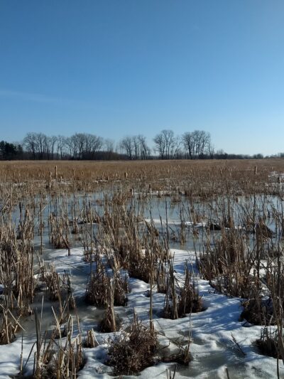 Seneca Meadows Wetlands Preserve - Seneca Falls, NY