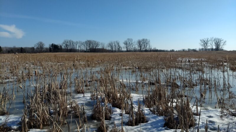 Seneca Meadows Wetlands Preserve - Seneca Falls, NY