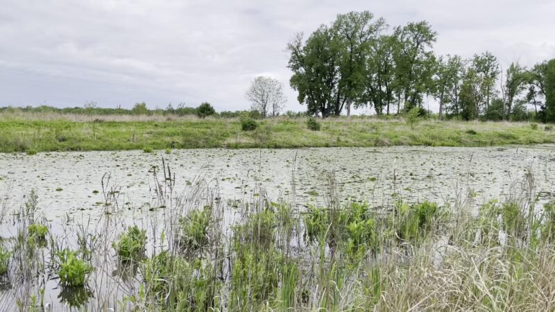 Seneca Meadows Wetlands Preserve - Seneca Falls, NY