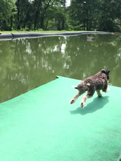 Misty Pines Dog Park Co - Sewickley, PA