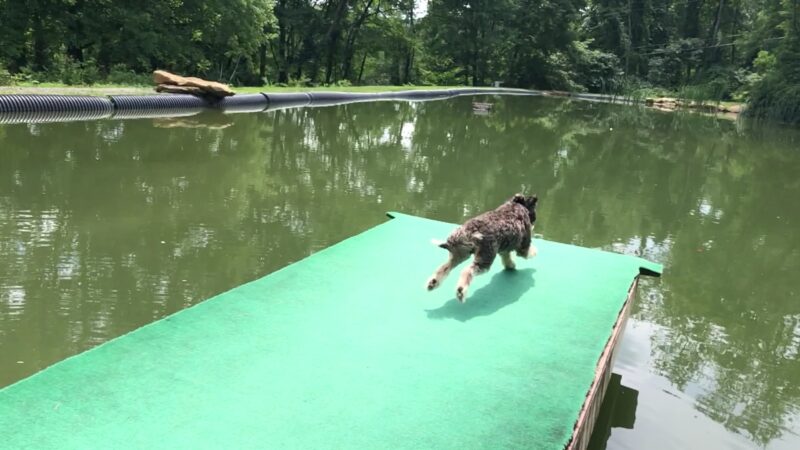 Misty Pines Dog Park Co - Sewickley, PA