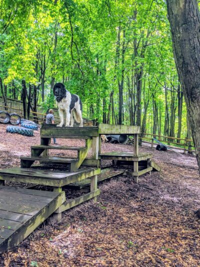 Misty Pines Dog Park Co - Sewickley, PA