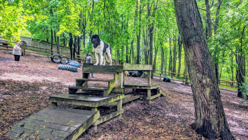 Misty Pines Dog Park Co - Sewickley, PA