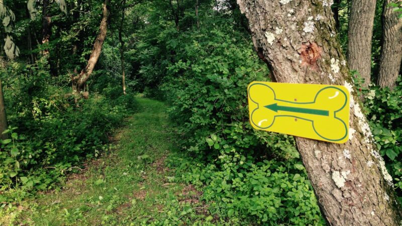 Misty Pines Dog Park Co - Sewickley, PA