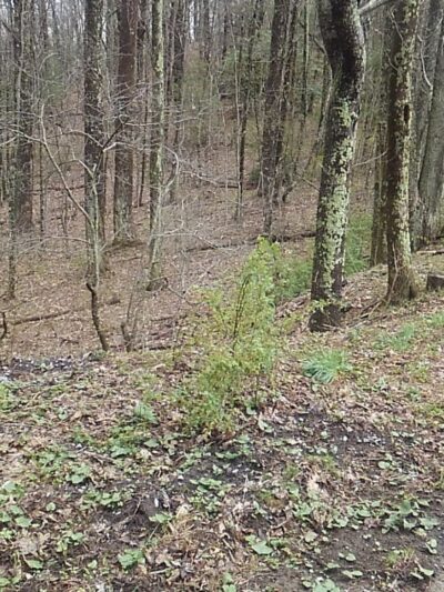 Appalachian Trail - Low Gap - Shady Valley, TN