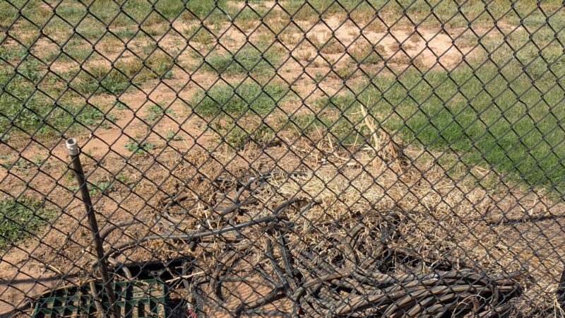 Shallowater Dog Park - Shallowater, TX