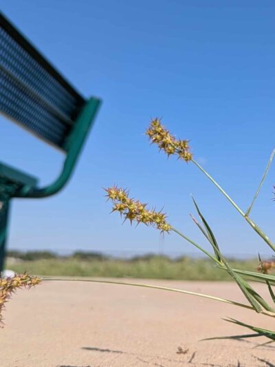 Shallowater Dog Park - Shallowater, TX