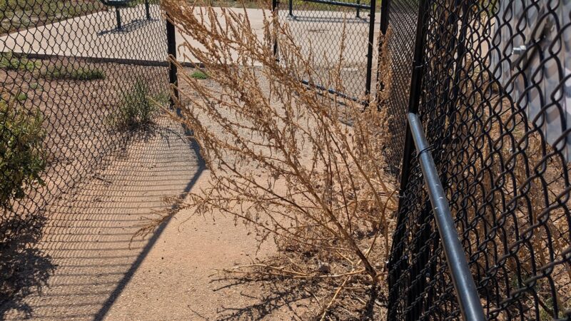Shallowater Dog Park - Shallowater, TX