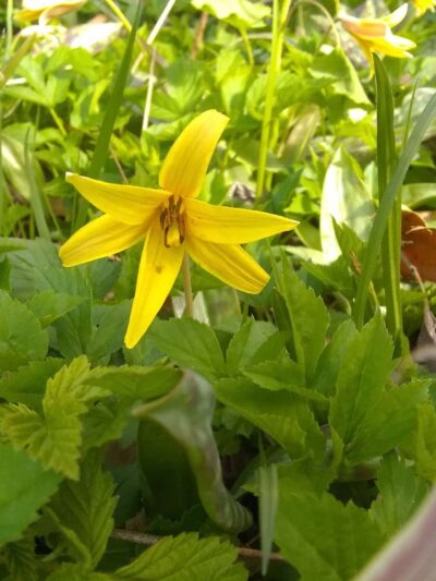 Sheffield Baseball Field - 60’ - Sheffield, PA
