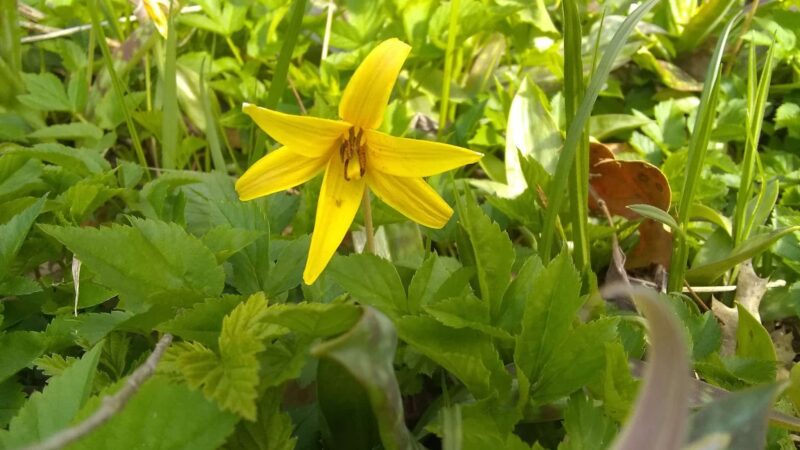 Sheffield Baseball Field - 60’ - Sheffield, PA