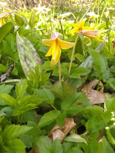 Sheffield Baseball Field - 60’ - Sheffield, PA