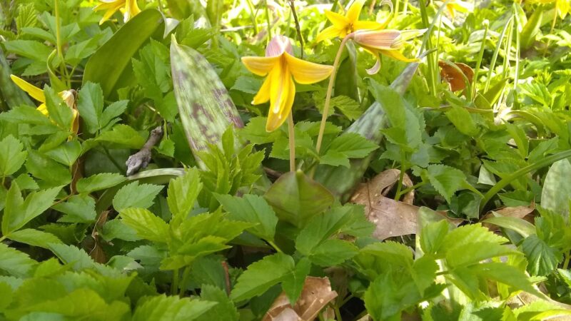 Sheffield Baseball Field - 60’ - Sheffield, PA