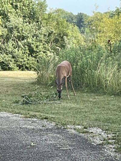Forest Park - Shelbyville, IL