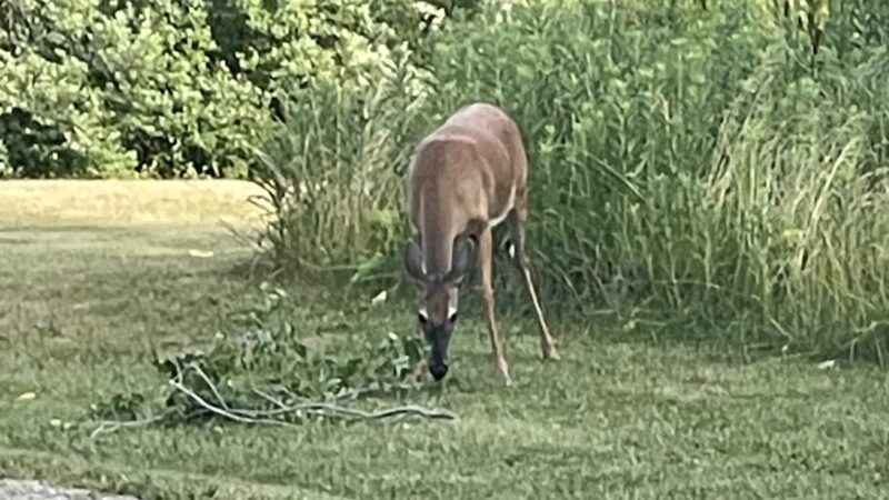 Forest Park - Shelbyville, IL