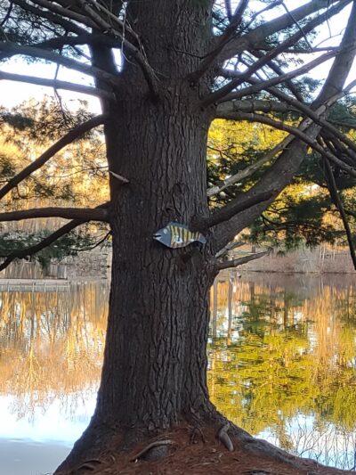 Pine Lake Trailhead, Shelton, CT - Shelton, CT