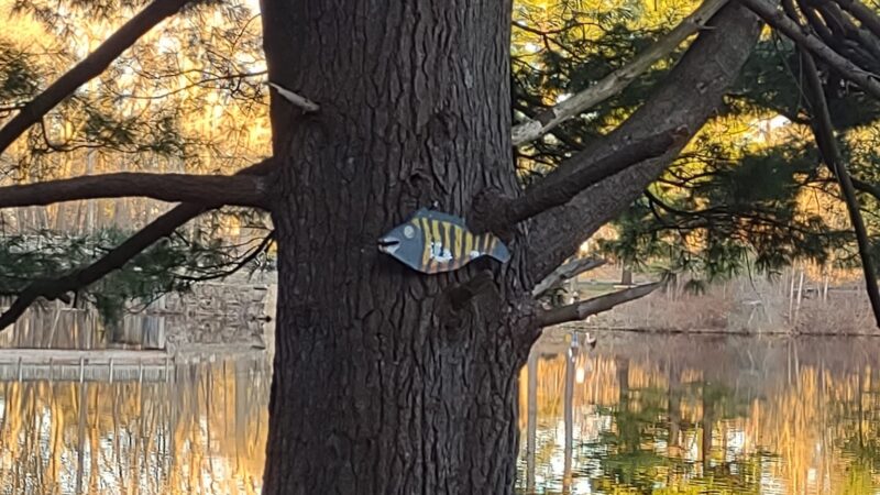 Pine Lake Trailhead, Shelton, CT - Shelton, CT