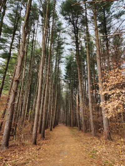 Pine Lake Trailhead, Shelton, CT - Shelton, CT