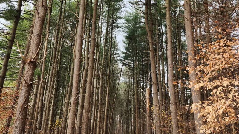Pine Lake Trailhead, Shelton, CT - Shelton, CT