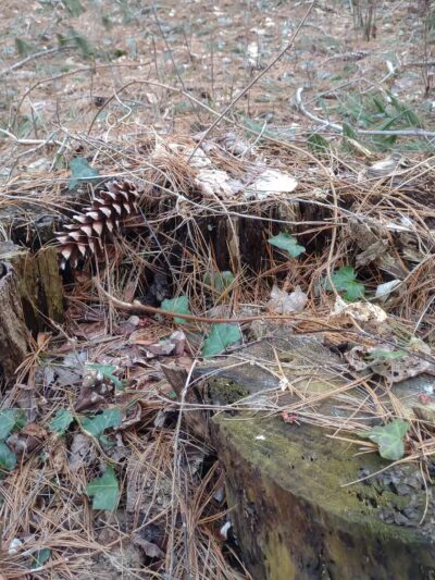 Pine Lake Trailhead, Shelton, CT - Shelton, CT