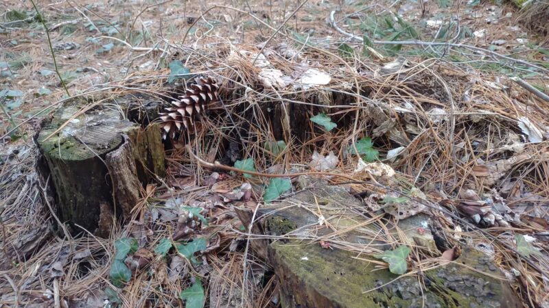 Pine Lake Trailhead, Shelton, CT - Shelton, CT