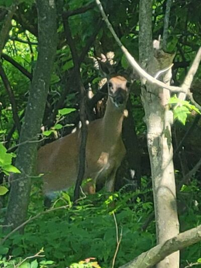 Shenandoah Heights Park - Shenandoah, PA