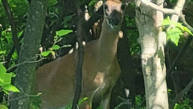 Shenandoah Heights Park - Shenandoah, PA