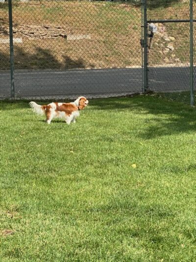 Lions Park Dog Park - Sheridan, WY