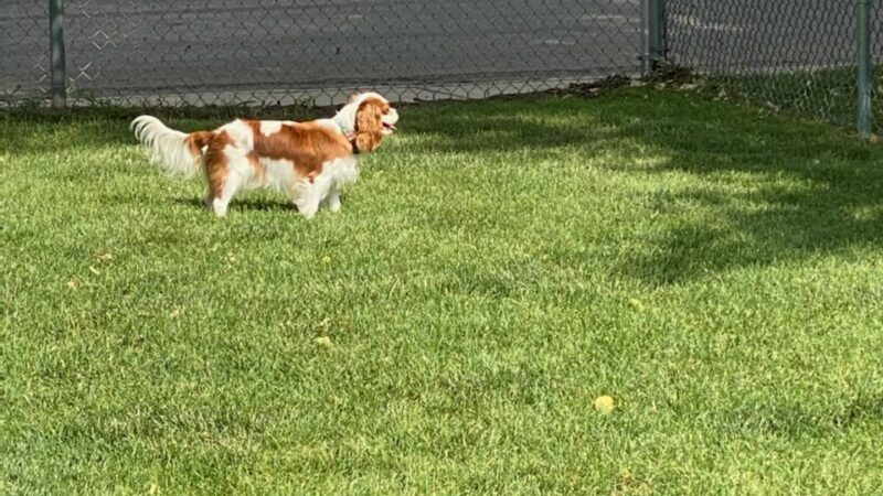 Lions Park Dog Park - Sheridan, WY