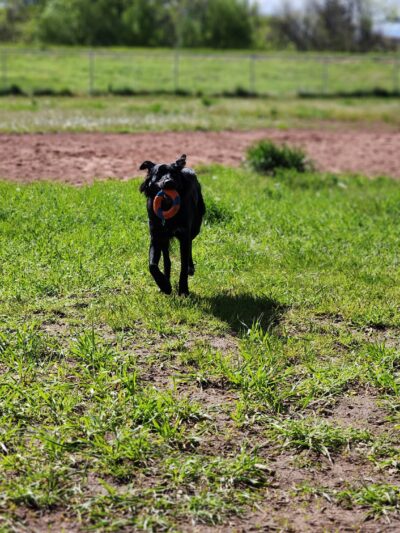 W. 16th Street Dog Park - Sheridan, WY