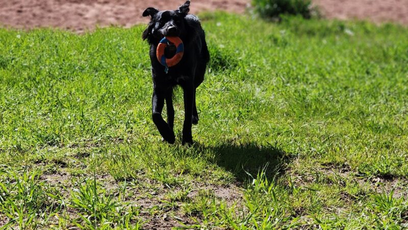 W. 16th Street Dog Park - Sheridan, WY