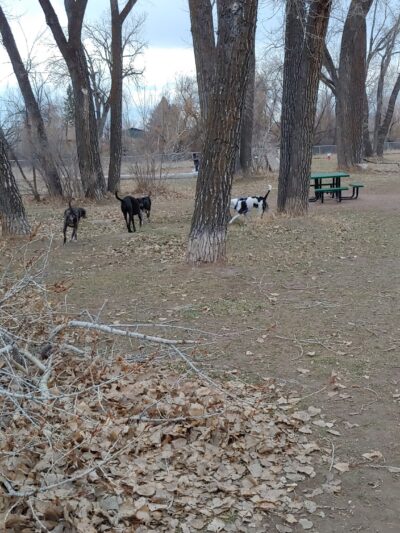 W. 16th Street Dog Park - Sheridan, WY