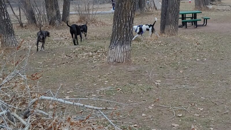 W. 16th Street Dog Park - Sheridan, WY