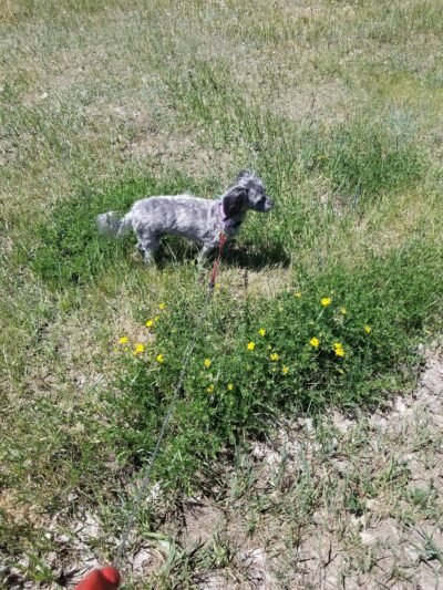 W. Montana St. Dog Park - Sheridan, WY