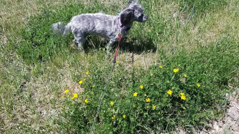 W. Montana St. Dog Park - Sheridan, WY