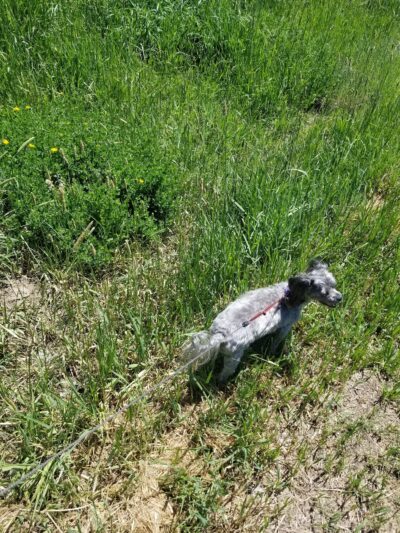 W. Montana St. Dog Park - Sheridan, WY