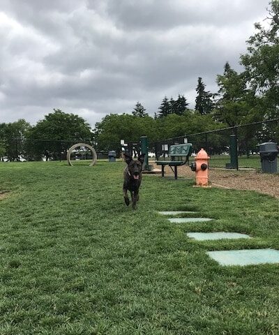 Sherwood Dog Park - Sherwood, OR