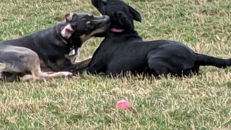 Sherwood Dog Park - Sherwood, OR