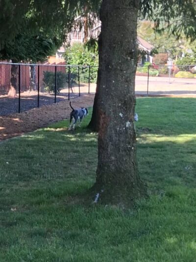 Sherwood Dog Park - Sherwood, OR