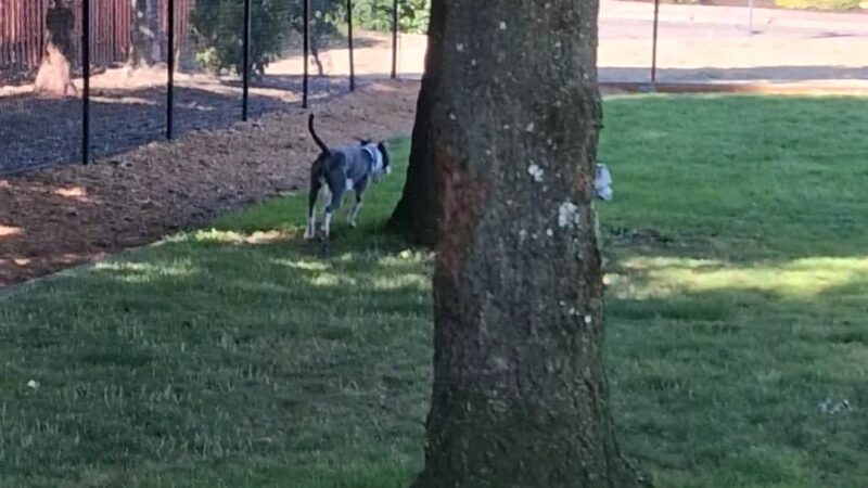 Sherwood Dog Park - Sherwood, OR