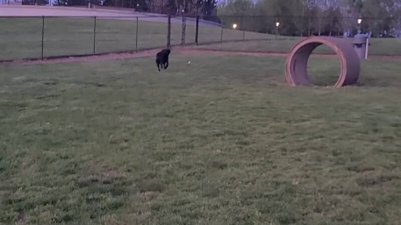 Sherwood Dog Park - Sherwood, OR
