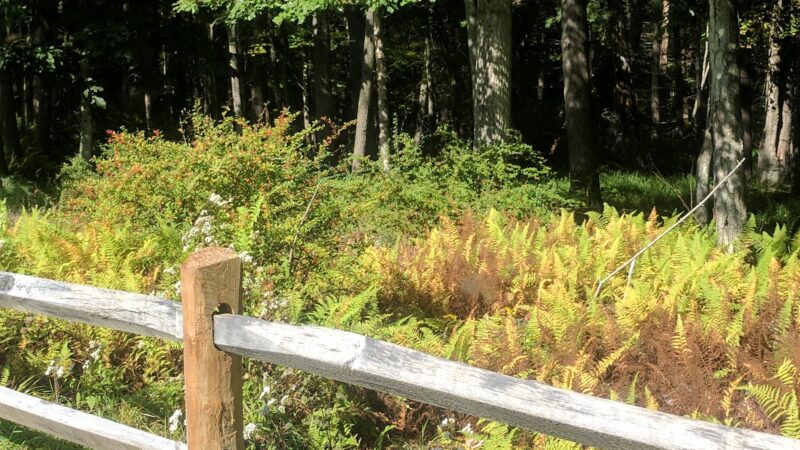 Rohman Park(no dogs allowed) - Shohola, PA