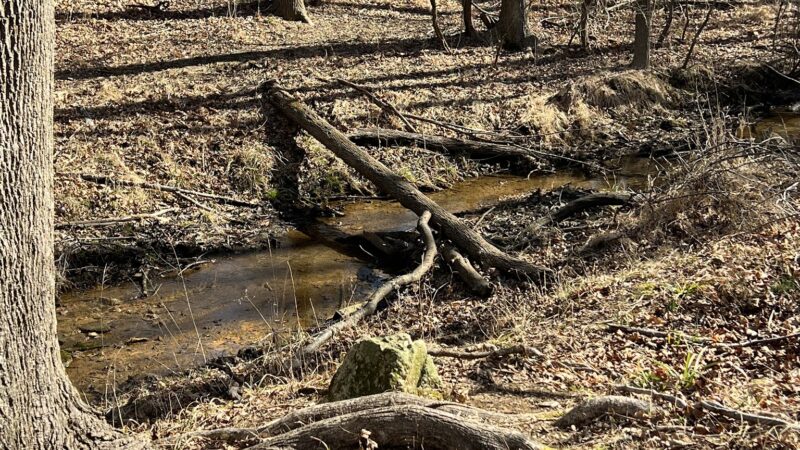 Esther-Hymer Nature Preserve - Shrewsbury, NJ